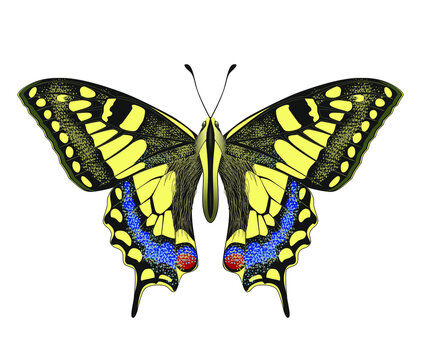 Beautiful yellow Butterfly with Swallowtail. Stylized design for nature books, surface design, sticker, social media. Hand drawn Vektor isolated on white background. Insect Papilio Machaon
