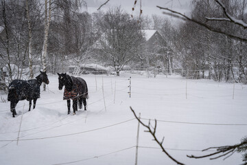 A snowy winterscape from Dresden countryside with two horses in the foreground and a house in the background