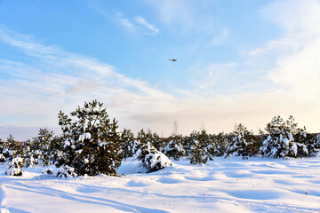 Helicopter in the sky flies over the forest during a search operation. View of pine trees in the snow-covered forest after a snowfall against the backdrop of a blue sky and sunset. Snow covered roads