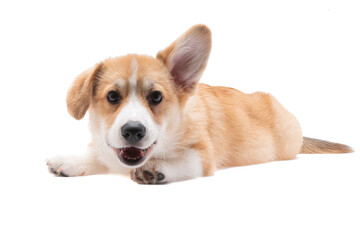 welsh corgi puppy isolated