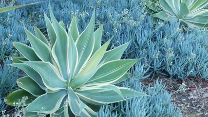 Blue agave leaves, succulent gardening in California, USA. Home garden design, yucca, century plant or aloe. Natural botanical ornamental mexican houseplants, arid desert floriculture. Calm atmosphere