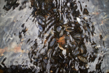 seashell seafood mussels underwater