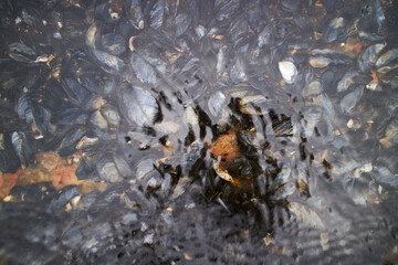 mussels underwater in blue freshwater