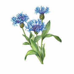 Bouquet with blue mountain cornflower flowers. (Centaurea montana, bachelor's button, montane knapweed or mountain bluet). Watercolor hand drawn painting illustration isolated on white background.