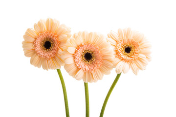 gerbera flower isolated