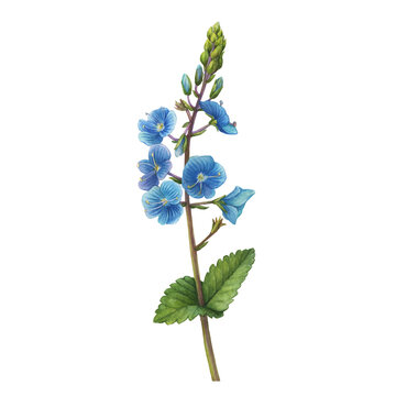 Beautiful Veronica chamaedrys branch with flowers, buds (germander speedwell, bird's-eye speedwell, or cat's eyes). Watercolor hand drawn painting illustration isolated on white background.