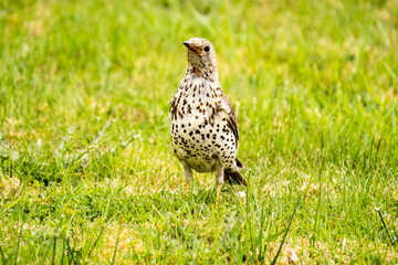 Kestrel catching worms on a lawn in County Donegal - Ireland.