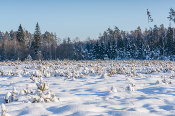 Many small pine trees growing in open-air terrain in a natural environment during winter