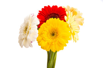 gerbera flower isolated
