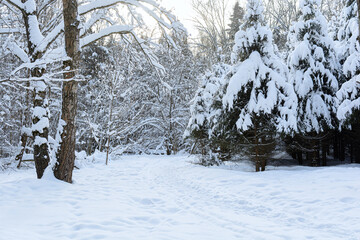 Winter trail through the snow covered forest