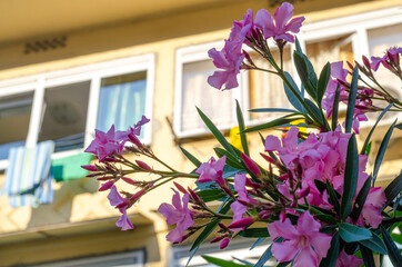 Pink oleander flowers on a blurry background of a yellow facade