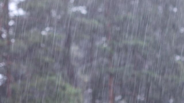 Rain in a pine forest. Background from heavy downpour
