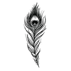 Sketch peacock feather isolated on white, boho style vector illustration. © Ann Lou