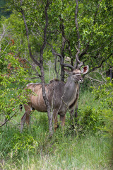 Kudu under a tree