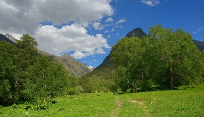 Obraz premium Summer