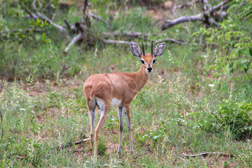 Naklejka na ściany i meble Juvenile antelope in Kruger national park