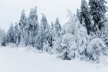 Pine trees in forest covered with snow on frosty evening. Beautiful stunning winter panorama, winterwonderland. Germany, Hesse, Hoherodskodskopf