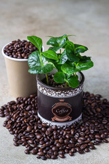 Takeaway coffee cup, coffee tree in a pot and roasted coffee beans, light concrete background. Coffee shop concept.
