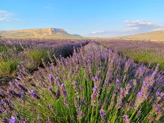 Naklejka premium lavender field with blue sky and mountains