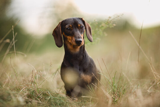 Miniatur Dachshund - S&uuml;&szlig;es Portrait vom rotbraunen Kurzhaar-Zwergdackel in der Natur