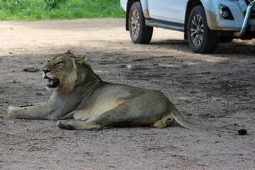 Young lion resting in the shade near a vehicle