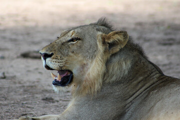 Portrait of a young lion
