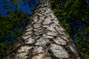 A tree trunk lit by the summer sun.