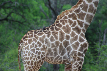 Close-up of a giraffe's spots
