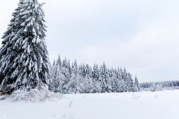 Pine trees in forest covered with snow on frosty evening. Beautiful stunning winter panorama, winterwonderland. Germany, Hesse, Hoherodskodskopf