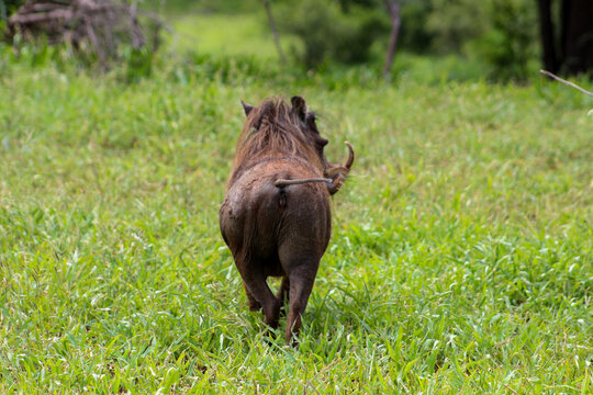 Warthog walking into the bush