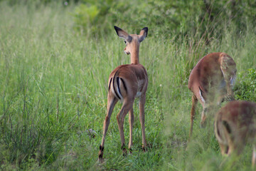 Young impala antelope in the savannah