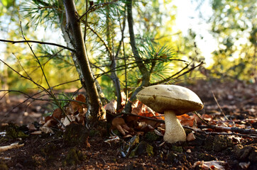 Birch bolete. Edible brown cap boletus among the grass and moss in autumn forest. Awesome fungus Aspen Mushroom against the background of green vegetation. Rough-stemmed bolete grows in in wildlife