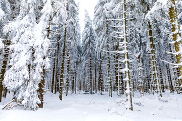 Pine trees in forest covered with snow on frosty evening. Beautiful stunning winter panorama, winterwonderland. Germany, Hesse, Hoherodskodskopf