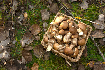Birch bolete mushrooms in a wicker basket against a background of green grass in the forest. Awesome fungus aspen mushroom against the background of green vegetation. Edible brown cap boletus