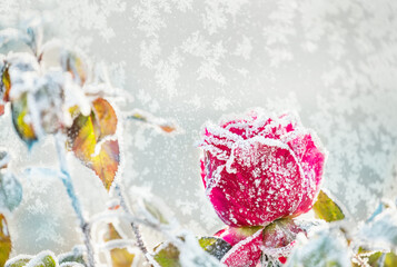 Red rose in crystals of frost against the background of a frosty pattern on the window.  Very soft selective focus. A rose frozen in the snow.
