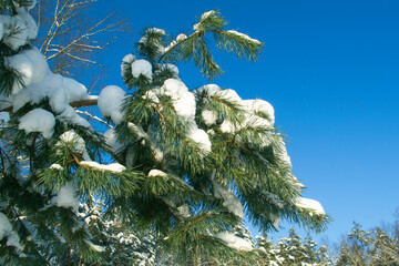 Pine Branch. Natural Background