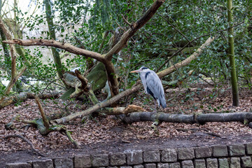 A gray heron stands on a tree branch sticking out of the ground