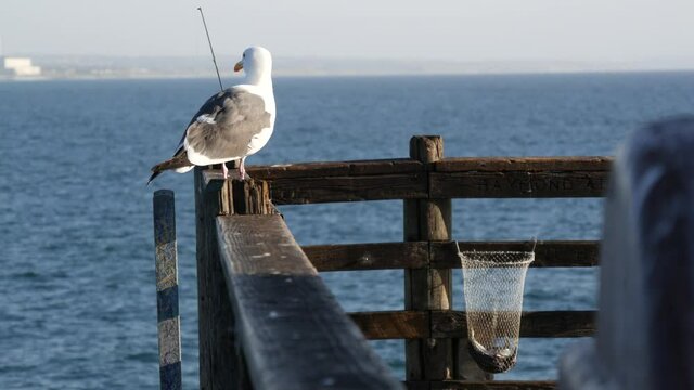 Saltwater angling, wooden pier boardwalk, fishing accessory, tackle or gear. Oceanside California USA. Sea salt water, ocean seascape. Rod or spinning, seagull, catch fresh alive fish in net basket.