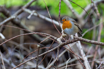 A robin sits on a branch in the bushes
