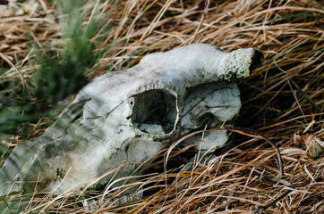 The skull of an animal lies in dry grass