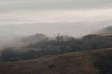 Mysterious foggy forest. Trees in the fog in late autumn