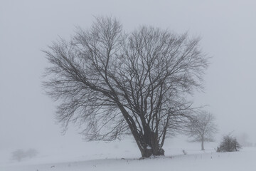 Silhouette von einem blattlosen Baum in einer nebeligen Schneelandschaft.