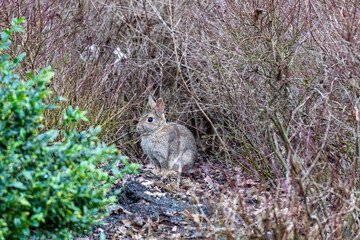 The rabbit got out of the bushes and was alert