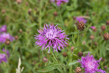 Meadow cornflower (Centaurea jacea). Lilac pink flower on green grass background