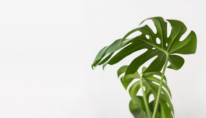 Monstera plant green leaves on white background. Tropical, botanical nature concept. Minimalism and house plant.