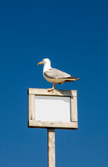 lonely seagull perched on top of a customizable signpost over a blue sky
