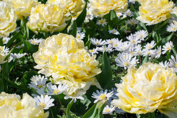 Many yellow chrysanthemums in bloom with green leaves and several chamomiles in the spring sunny day