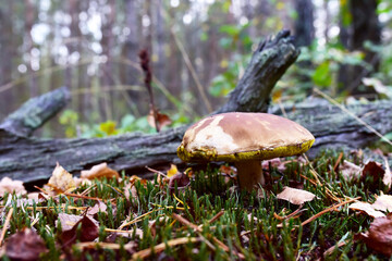 White mushroom in forest in autumn season. Big boletus grows in the wildlife against the background of green moss. Porcini bolete mushrooms. Season for picked gourmet mushrooming. Soft focus