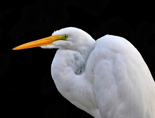 White Great egret against a black background. Ardea alba.