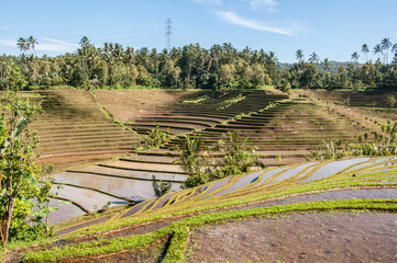Fototapeta na wymiar Campos de arroz. Arrozales en Bali. Indonesia
